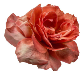A close up of a red rose with a white center, cut out - stock png.