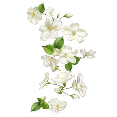 side view of jasmine petals flying transparent isolated on white PNG