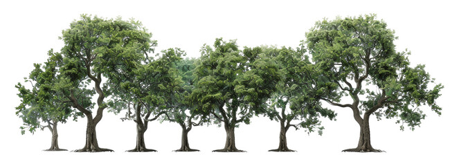 A row of trees are lined up in a row, with the tallest tree in the middle - stock png. - obrazy, fototapety, plakaty