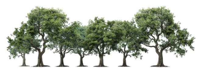 A row of trees are lined up in a row, with the tallest tree in the middle, cut out - stock png.