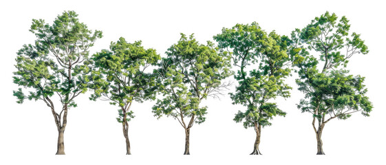 A row of five trees are lined, cut out - stock png. - obrazy, fototapety, plakaty