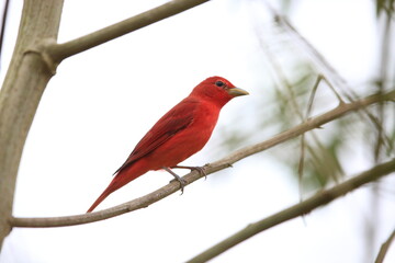 The summer tanager (Piranga rubra rubra) is a medium-sized American songbird. Formerly placed in...