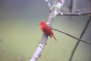 The summer tanager (Piranga rubra rubra) is a medium-sized American songbird. Formerly placed in the tanager family (Thraupidae). This photo was taken in Ecuador.