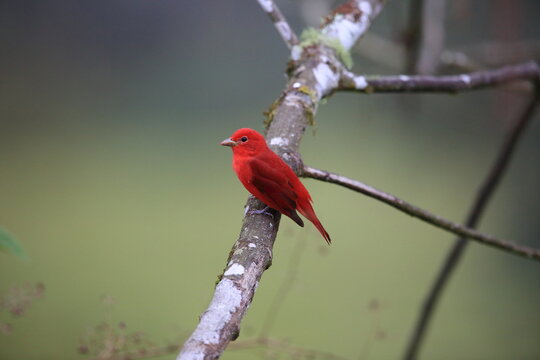 The summer tanager (Piranga rubra rubra) is a medium-sized American songbird. Formerly placed in the tanager family (Thraupidae). This photo was taken in Ecuador.