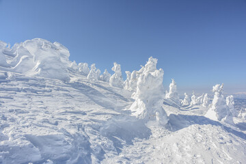 Beautiful Frozen Forest Covered With Powder Snow As Snow Monsters At Mount Zao Range, Zao Juhyo Festival, Yamagata , Japan 