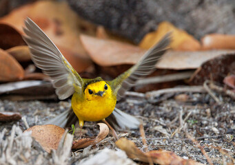 A hooded warbler (Setophaga citrina)—possibly a female or an immature bird—hopping among wood...