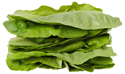 A bunch of fresh green lettuce leaves, cut out - stock png.