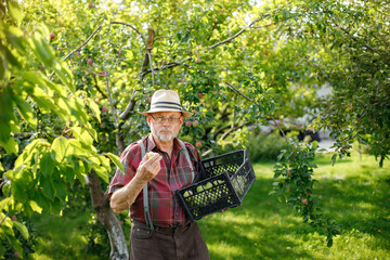 Farmer with crate of green apples standing in modern orchard