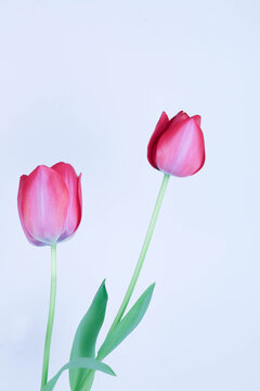 tulips on a white background