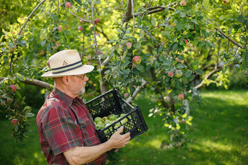 Farmer with crate of green apples standing in modern orchard