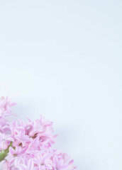 pink hyacinth flowers