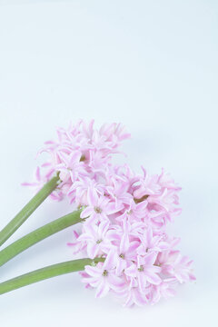 pink hyacinth flower