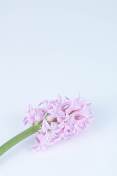 pink hyacinth flower