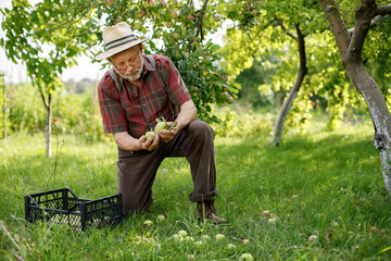 Farmer with crate of green apples standing in modern orchard