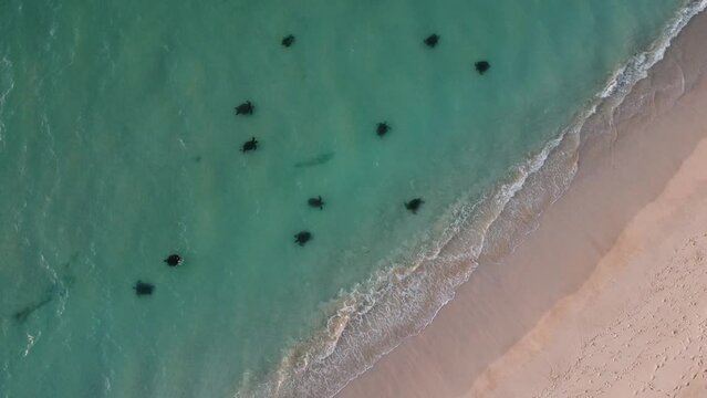 Turtle mating season in the Ningaloo, Western Australia. Aerial video of a large group of green turtles mating next to the beach in shallow water in Exmouth, Australia.