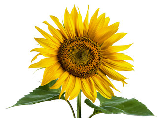 Obraz premium A large yellow sunflower with a green stem and leaves, cut out - stock png.