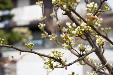 Japanese pear blossoms on tree in orchard.