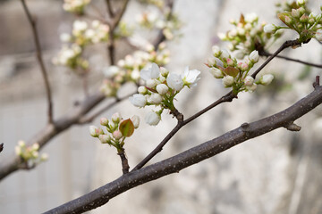 Japanese pear blossoms on tree in orchard.