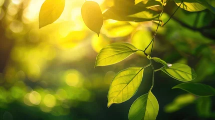 Foto op Aluminium Close up beautiful view of nature green leaves on blurred greenery yellow sun light background with sunlight in public garden park. It is landscape ecology and copy space for wallpaper and backdrop © Sana