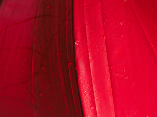Pink umbrella texture with water drops for background.
