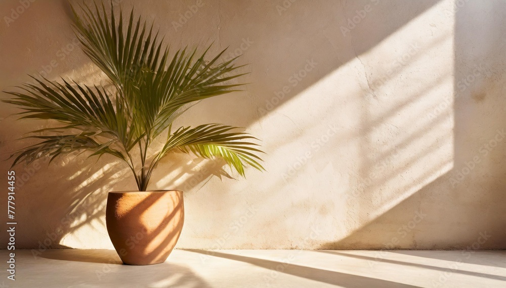 Canvas Prints minimal product placement background with tropical palm in clay pot and shadow on concrete wall luxu