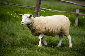 Fototapeta premium Curious sheep exploring its surroundings on the tranquil farm