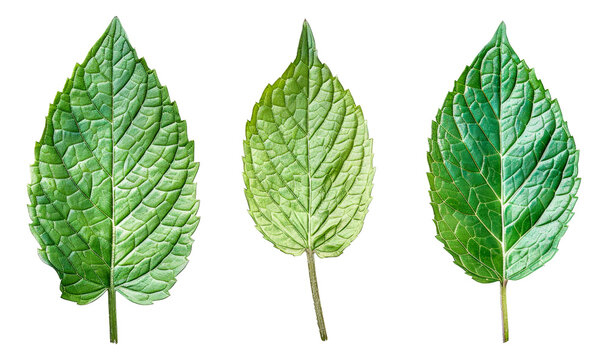 Three green leaves are shown in a row - stock png.