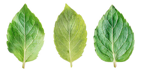 Three leaves of a plant are shown in different shades of green, cut out - stock png.