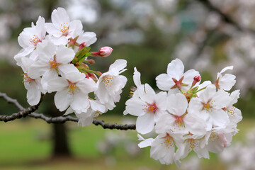 都心散歩　浜離宮恩賜公園　桜の季節
