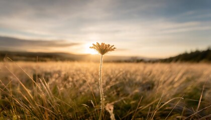 inspirational nature a serene landscape photograph of a peaceful meadow at sunrise with a single...