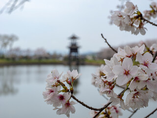 唐古池の桜の花