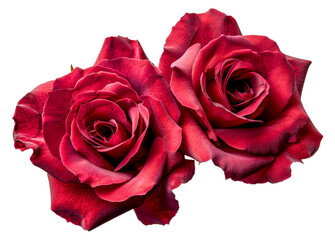 Two red roses are displayed, cut out - stock png.