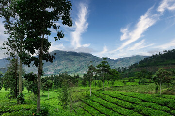 Tea plantations surrounded by hills