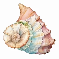 Fotobehang Conch s,  watercolor illustration clipart, 1500s, isolated on white background watercolor tone, pastel, 3D Animator © kamon