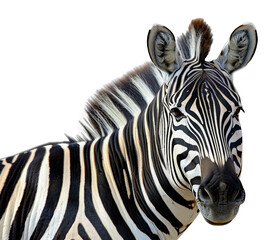 Fototapeta na wymiar A zebra is looking at the camera with its head tilted, cut out - stock png.