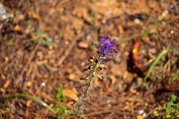 Tassel hyacinth, or Leopoldia comosa wild flower, in Attica, Greece