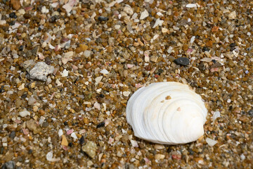 【背景素材】砂浜に打ち上げられた貝殻のクローズアップ