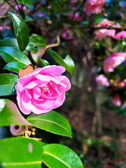 ピンク色のツバキ