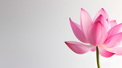 White background with pink peta lBeauty In Nature, Pink, Close-Up, Cut Out, White Background, Lotus Nature, Stem, Fresh, Petal, White Background, Generative Ai








































