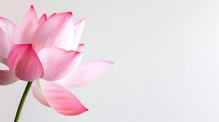White background with pink peta lBeauty In Nature, Pink, Close-Up, Cut Out, White Background, Lotus Nature, Stem, Fresh, Petal, White Background, Generative Ai
