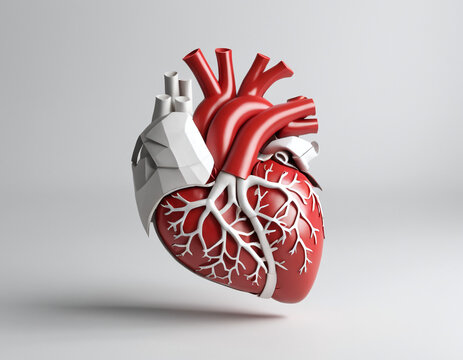 3D render heart anatomy, white and red color