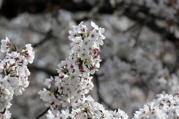 桜の花、ソメイヨシノ
