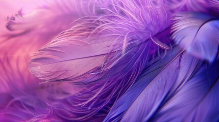 Beautiful abstract color purple and pink feathers