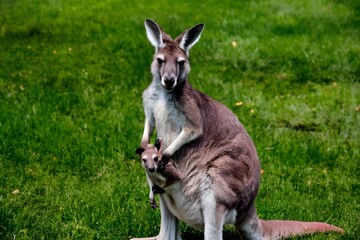 Naklejka na ściany i meble Joyful kangaroo with adorable joey nestled in pouch