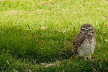 The rabbit owl, or cave owl is a bird of the owl genus of the owl family