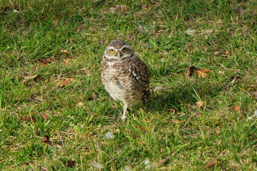 The rabbit owl, or cave owl is a bird of the owl genus of the owl family