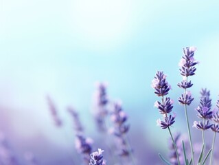 Lavender flowers are shown in a field with blue sky. Generative AI.
