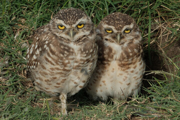 The rabbit owl, or cave owl is a bird of the owl genus of the owl family