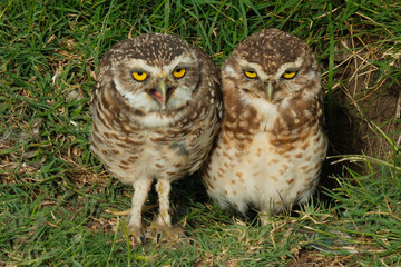 The rabbit owl, or cave owl is a bird of the owl genus of the owl family