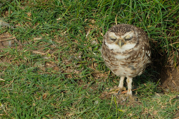 The rabbit owl, or cave owl is a bird of the owl genus of the owl family